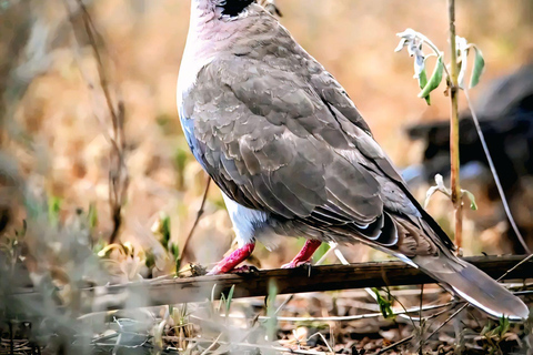 Awash Birdwatching, Wildlife & Photography Tour