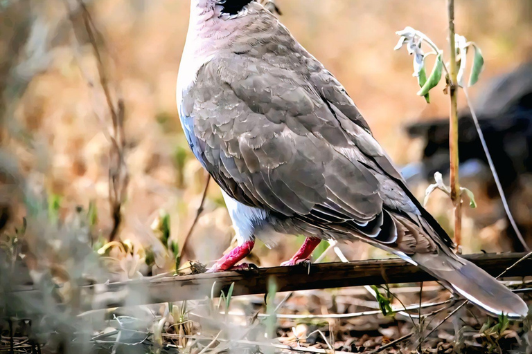Awash Birdwatching, Wildlife & Photography Tour
