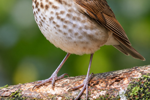 Santa Marta: Birdwatching Tour Sierra Nevada (Minca)