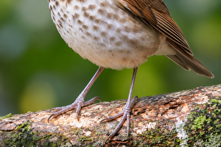 Santa Marta: Birdwatching Tour Sierra Nevada (Minca)