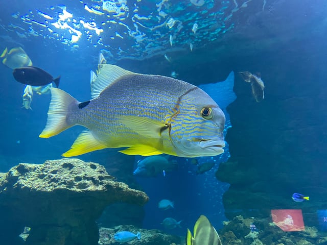An Immersive Dive Into the Deep Blue World Under The Surface