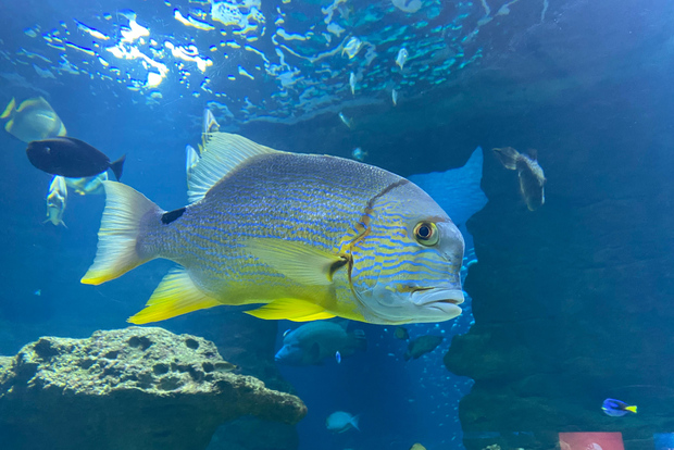 Parigi: Aquarium de Paris, un tuffo nelle meraviglie del blu profondo