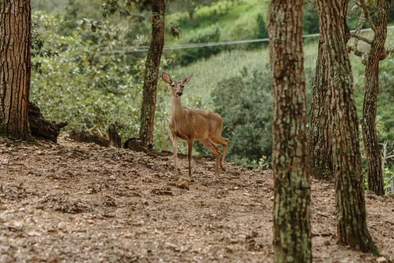 Puerto Vallarta: Jorullo Paradise Hiking Adventure