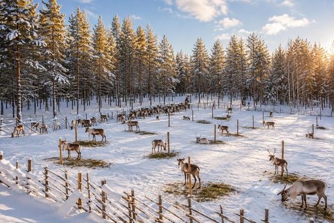 Rovaniemi Reindeer Farm Visit | Photos & Video | Local Guide ⭐ Reindeer Safari | 2.5km | Extended Adventure