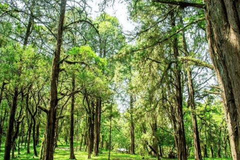 Von Addis Abeba: Tagesausflug zum Menagesha-WaldVon Addis Abeba: Tagesausflug in den Menagesha-Wald