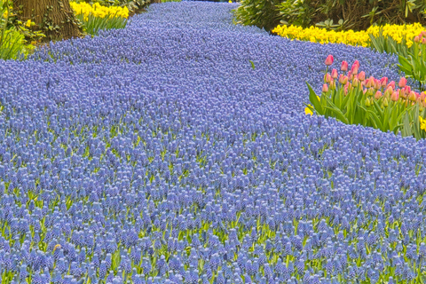From Amsterdam: Keukenhof Tulips, Windmills & Volendam