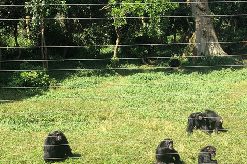 Kampala/Entebbe: Ngamba Island Chimps Sanctuary Tour