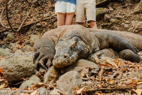 Labuan Bajo: 2 Day Komodo Trip & LoccalCollection Hotel Stay