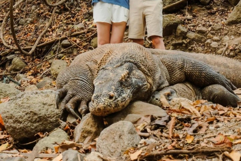 Labuan Bajo: 2 Day Komodo Trip & LoccalCollection Hotel Stay