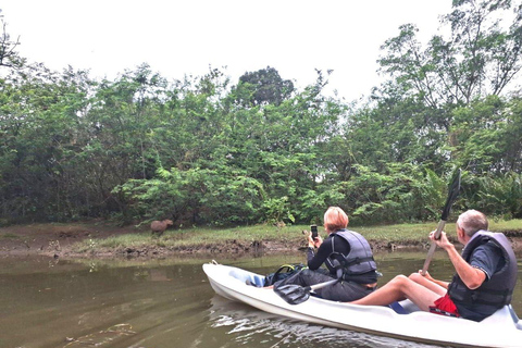 Paraty: Mangrove Kayak Tour with Capybara sightings