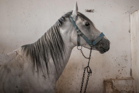 Excursion privée à cheval dans le désert de DohaAu départ de Doha : Randonnée à cheval dans le désert