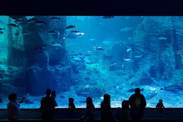 Istanbul: Aquarium Ticket with Shuttle Bus from Sultanahmet