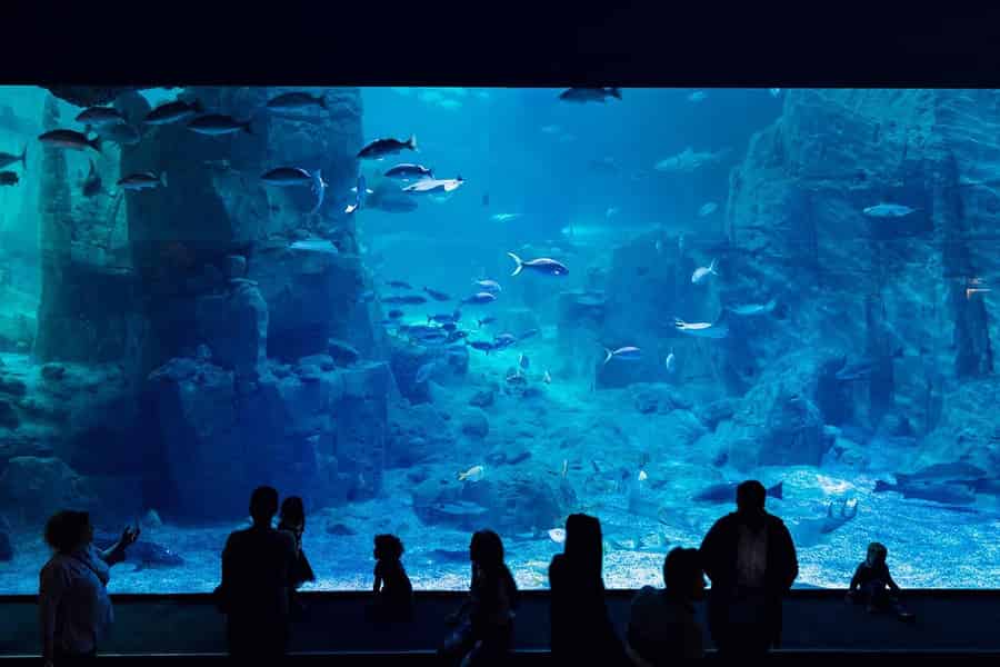 Istanbul: Aquarium-Ticket mit Shuttle-Bus von Sultanahmet. Foto: GetYourGuide