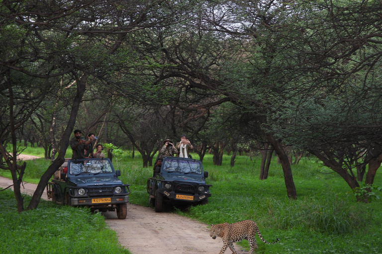 Jaipur: Tour particular de safári com leopardo em Jhalana