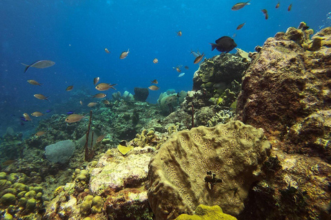 Private: Punta Cana Catalina Island Scuba Diving & Beach Day