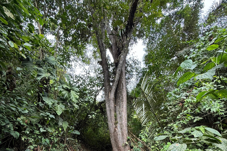 Hike through the cloud forest of Quito Hike through the cloud forest in Quito