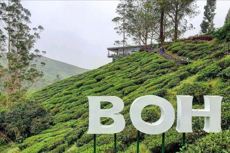 From Kuala Lumpur: Cameron Highlands Private Tour