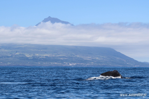 UNIQUE Whales and Volcanoes, 2 Half Days, Faial, Azores