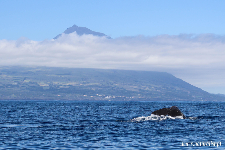 UNIQUE Baleines et volcans, 2 demi-journées, Faial, Açores