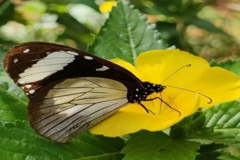 Zanzibar: Jozani forest and Butterfly day tour TOUR WITH TRANSFER (HOTEL PICK-UP AND DROP-OFF)