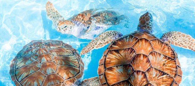 From Colombo/Negombo: Galle, Madu River, and Turtle Hatchery