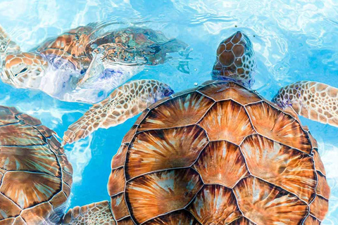 From Colombo/Negombo: Turtle Hatchery, Madu River & Galle