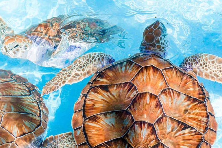 From Colombo/Negombo: Turtle Hatchery, Madu River & Galle