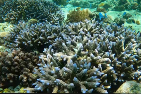 Da Gili Trawangan : Tour di gruppo di snorkeling 3 isole Gili