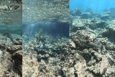 Phi Phi Islands: Shark Snorkeling Phi Phi Islands: PRIVATE VIP Shark Snorkeling - 4h