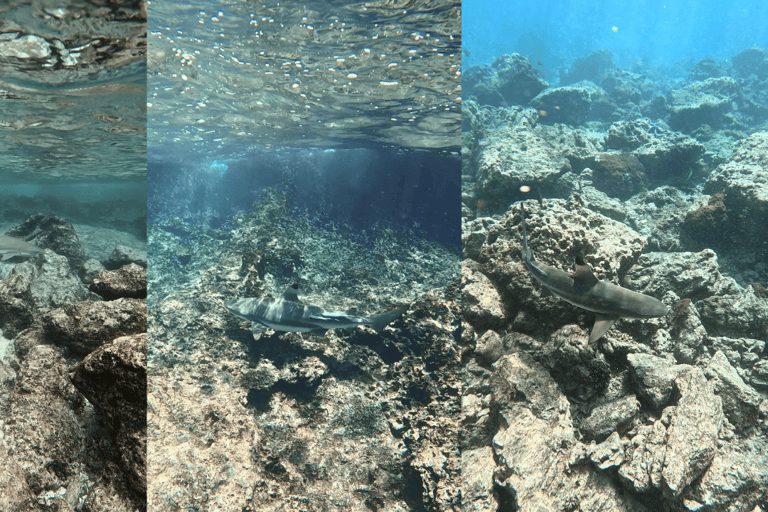 Phi Phi Islands: Shark Snorkeling Phi Phi Islands: PRIVATE VIP Shark Snorkeling - 4h