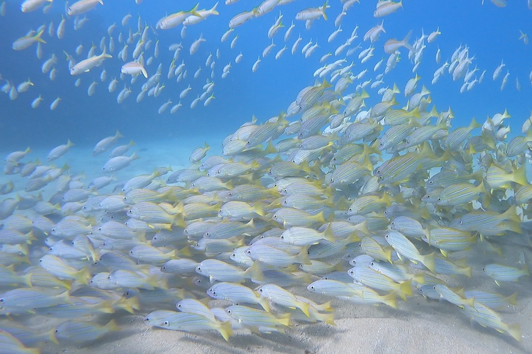 Oahu: Beginner SCUBA duik bij Electric Beach