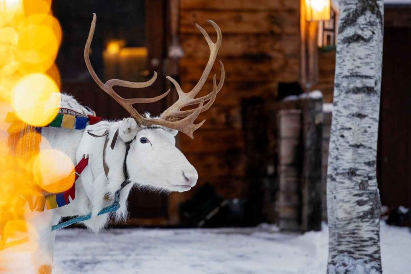 Hreindýrabúgarður í Kemi-Tornio, Lapplandi í Finnlandi með hreindýrasleðaferð