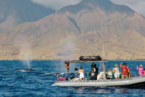 Maui: Excursión Eco-Raft de Avistamiento de Ballenas con OjosExcursión ecológica de observación de ballenas en Maui