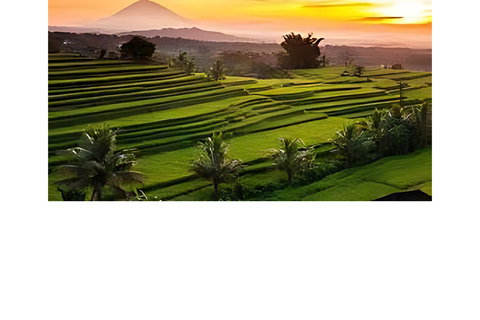 North Bali: Walking on the expanse of jati luwih rice fields
