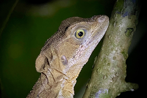 Manuel Antonio: Nachttour mit einem naturkundlichen Führer.Nachttour mit einem naturkundlichen Führer (inklusive Transport)