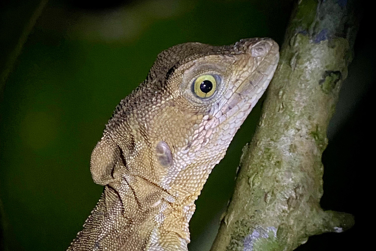 Manuel Antonio: Tour noturno com um guia de turismo naturalista.Tour noturno com um guia de turismo naturalista (transporte incluído)