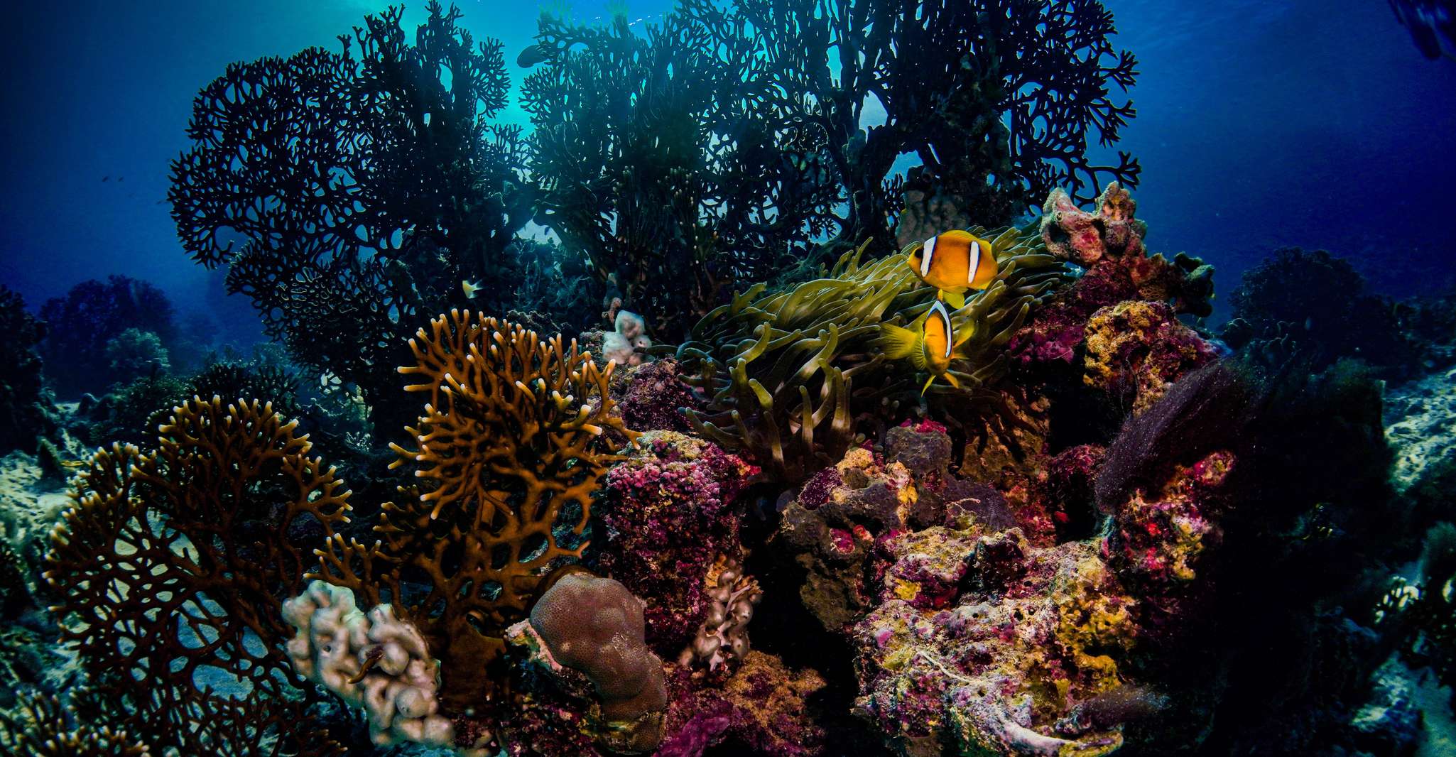 From Jeddah: Boat Trip and Diving for Certified Divers photo 6