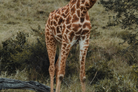 Nairobi: 3-Day Masai Mara & Lake Nakuru Safari Tour