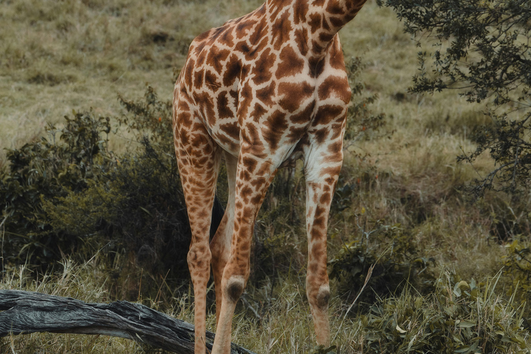 Nairobi: 3-Day Masai Mara & Lake Nakuru Safari Tour