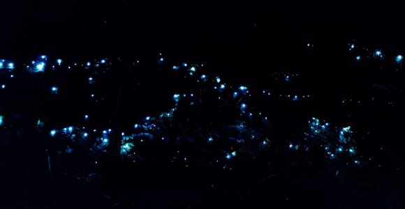Gold Coast: Evening Rainforest and Glow Worm Experience