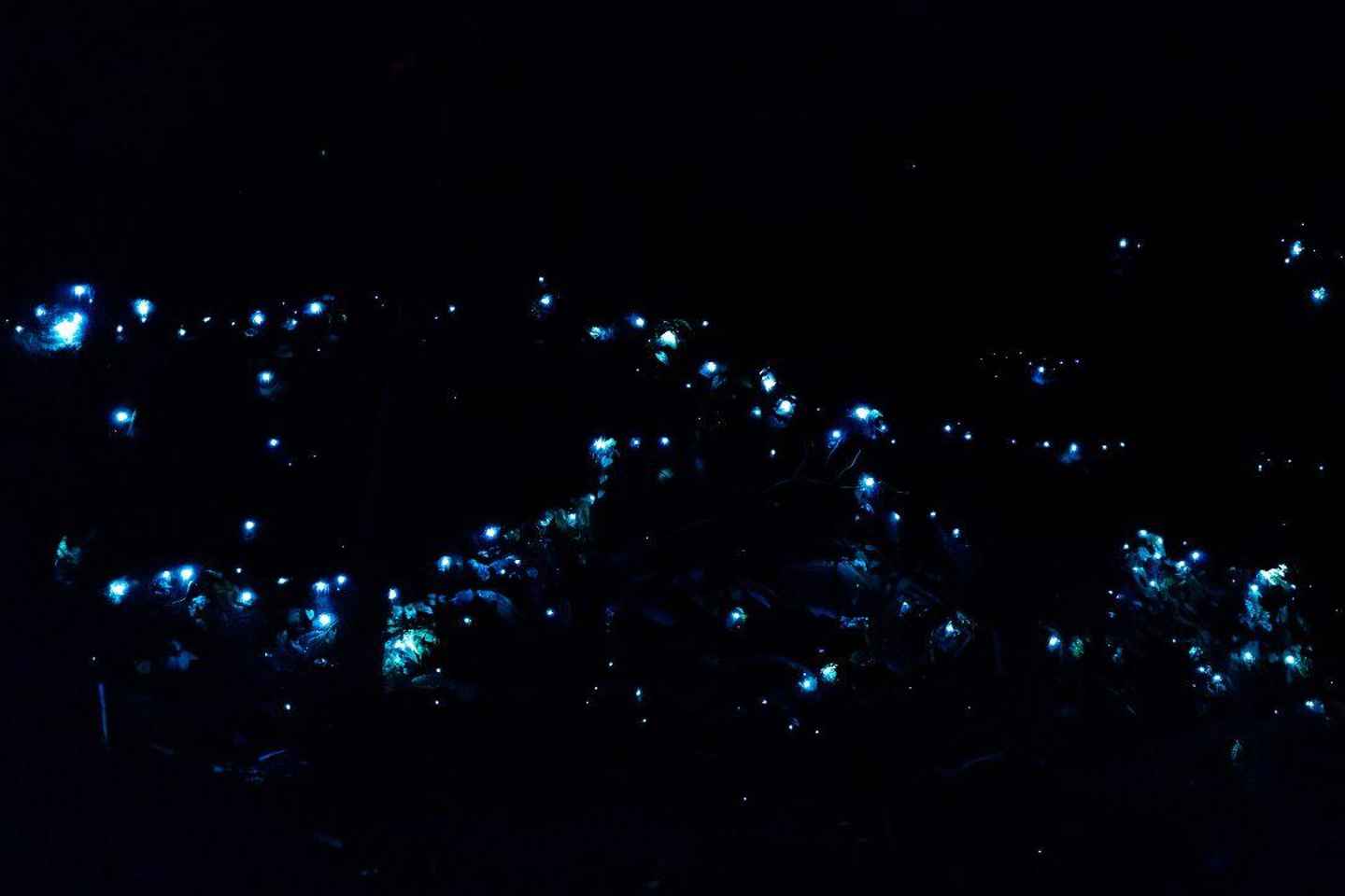 Gold Coast: Evening Rainforest and Glow Worm Experience - Gold Coast: Evening Rainforest and Glow Worm Experience