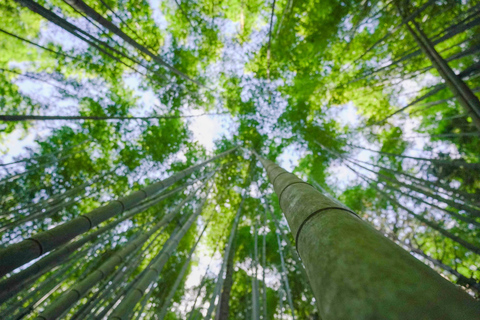 Kyoto: 3-Hour Fushimi Inari Shrine Hidden Hiking Tour