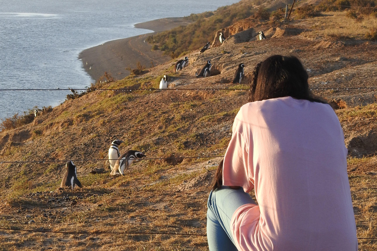 Península Valdés Land Utflykter Turer