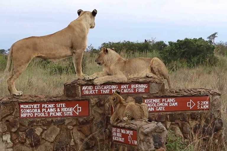 Nairobi: Halvdagsutflykt i nationalparken &amp; Kazuri pärlfabrikNairobi: Nationalpark hel- eller halvdags guidad safari