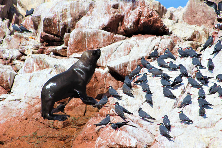 Paracas: Tour en barco guiado por las Islas Ballestas