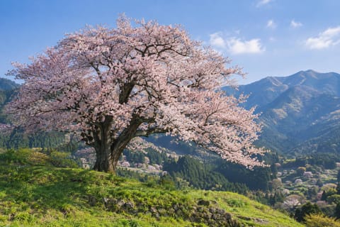 Late Mountain Sakura Chase: Blossom After Tokyo Is Finished