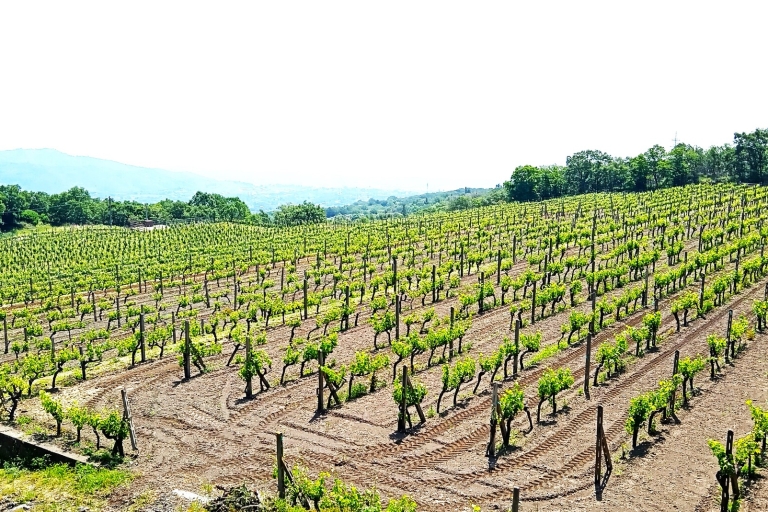 Von Taormina zum Ätna Private geführte Tour mit Weinverkostung