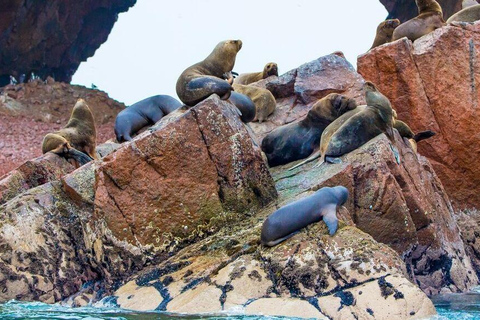 Cały dzień Wyspy Ballestas - Rezerwat Narodowy Paracas