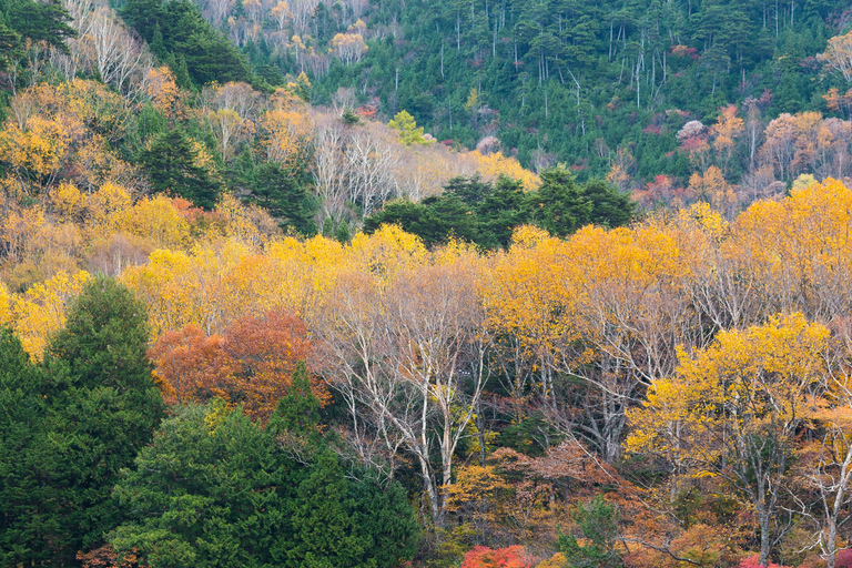 Tokyo: Nikko Kegon Falls Lake Chuzenji Toshogu Temple & More From Tokyo: Nikko Unesco Customised Private Tour In Prado