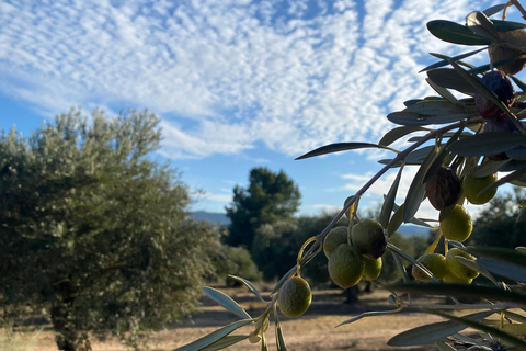 From Madrid: Cooking Class by a Castle in the Olive Groves